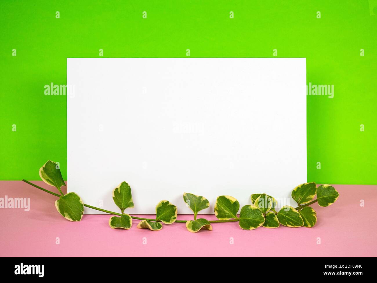 white blank paper with ivy stem on pink and neon green Stock Photo