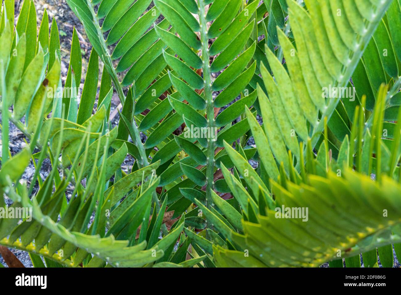 Cycad hybrid, Encephalartos horridus x longifolius Stock Photo