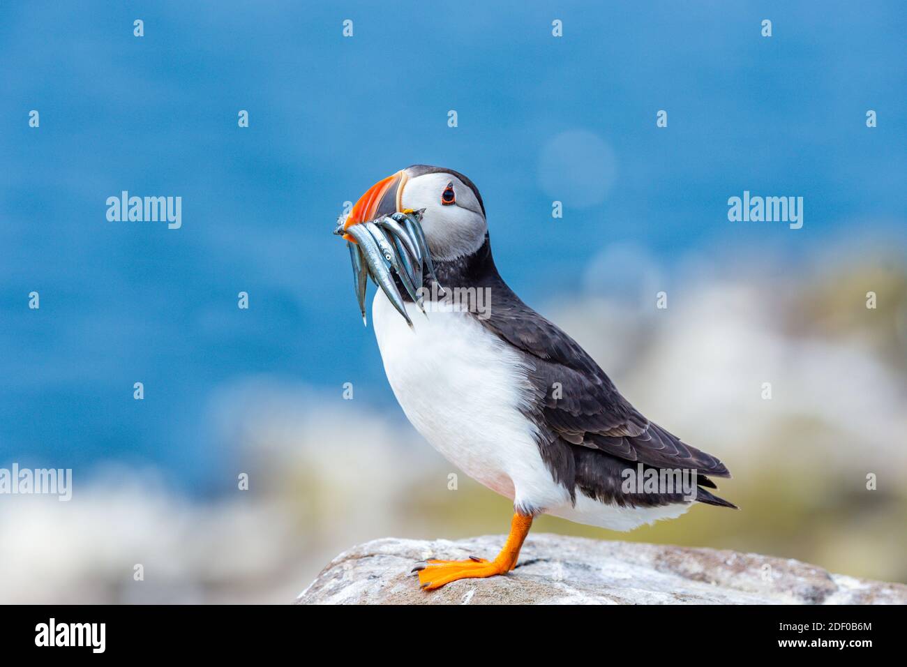 Puffin, atlantic puffin, Scientific name: Fratercula arctica with a beak full of sand eels.  Perched on a lichen covered rock. Blue sky background. Fa Stock Photo
