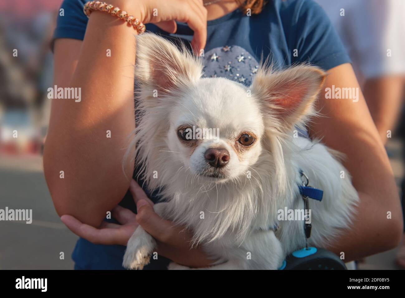 small Chihuahua puppy sits in the arms of the owner. Chihuahua is a breed of miniature indoor dogs. little White dog. Stock Photo