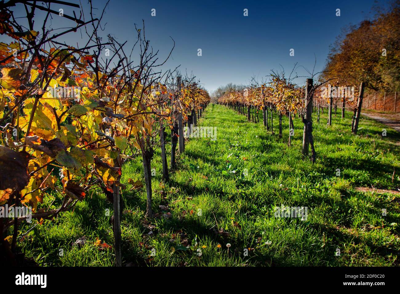 Rows of the Vine in the Autumn Vineyard. Afternoon Strong Sun. Wide Angle Photo. Stock Photo