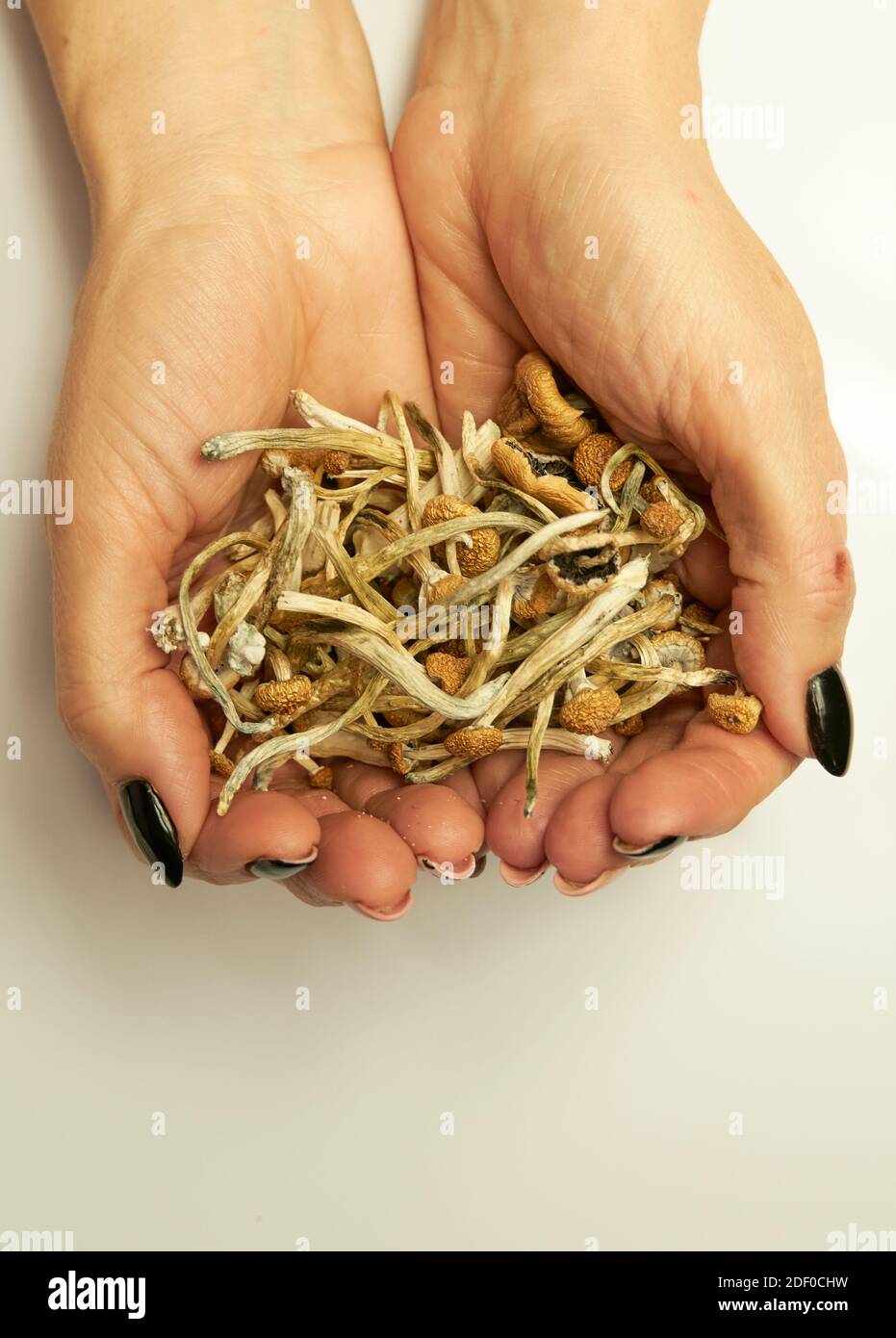 Hands holding dried psilocybin mushrooms Stock Photo