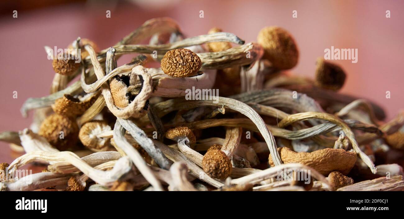 Dried psilocybin mushrooms on a table Stock Photo