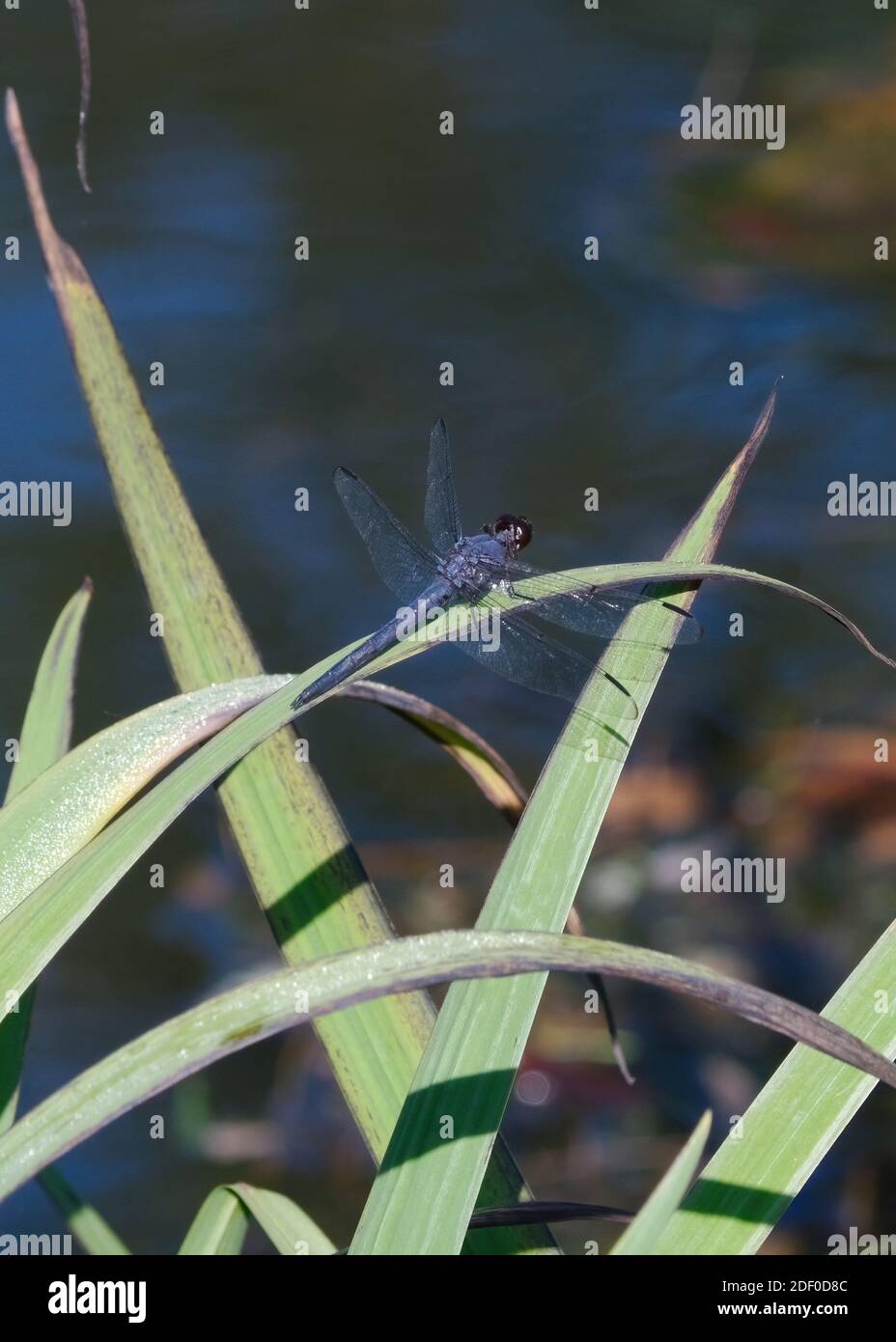 A male Slaty Skimmer resting on a reed leaf by a pond Stock Photo