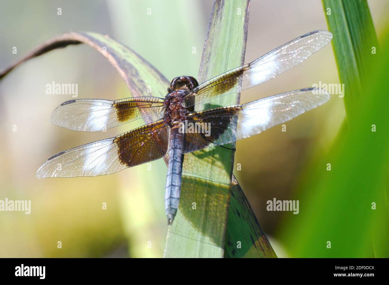 A male Widow Skimmer dragonfly, Libellula luctuosa, takes a rest on a reed leaf Stock Photo