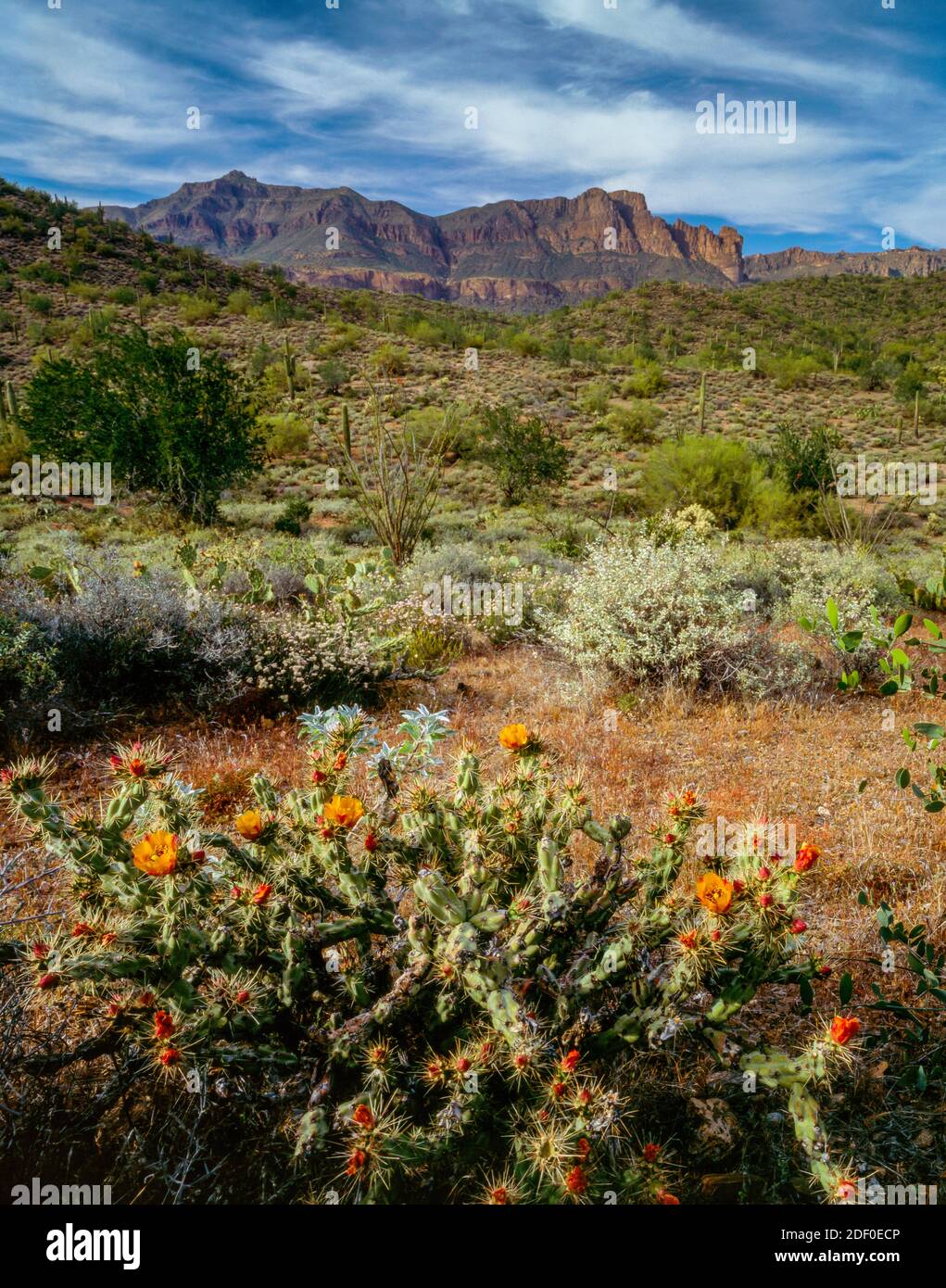 Staghorn Cholla, Superstition Mountains, Tonto National Forest, Arizona Stock Photo