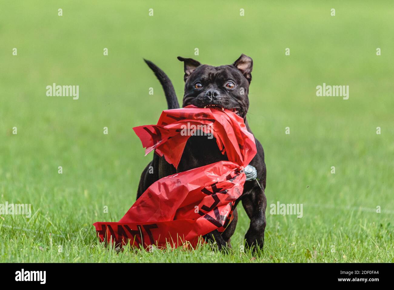Staffordshire Bull Terrier dog catching the lure in the field Stock Photo