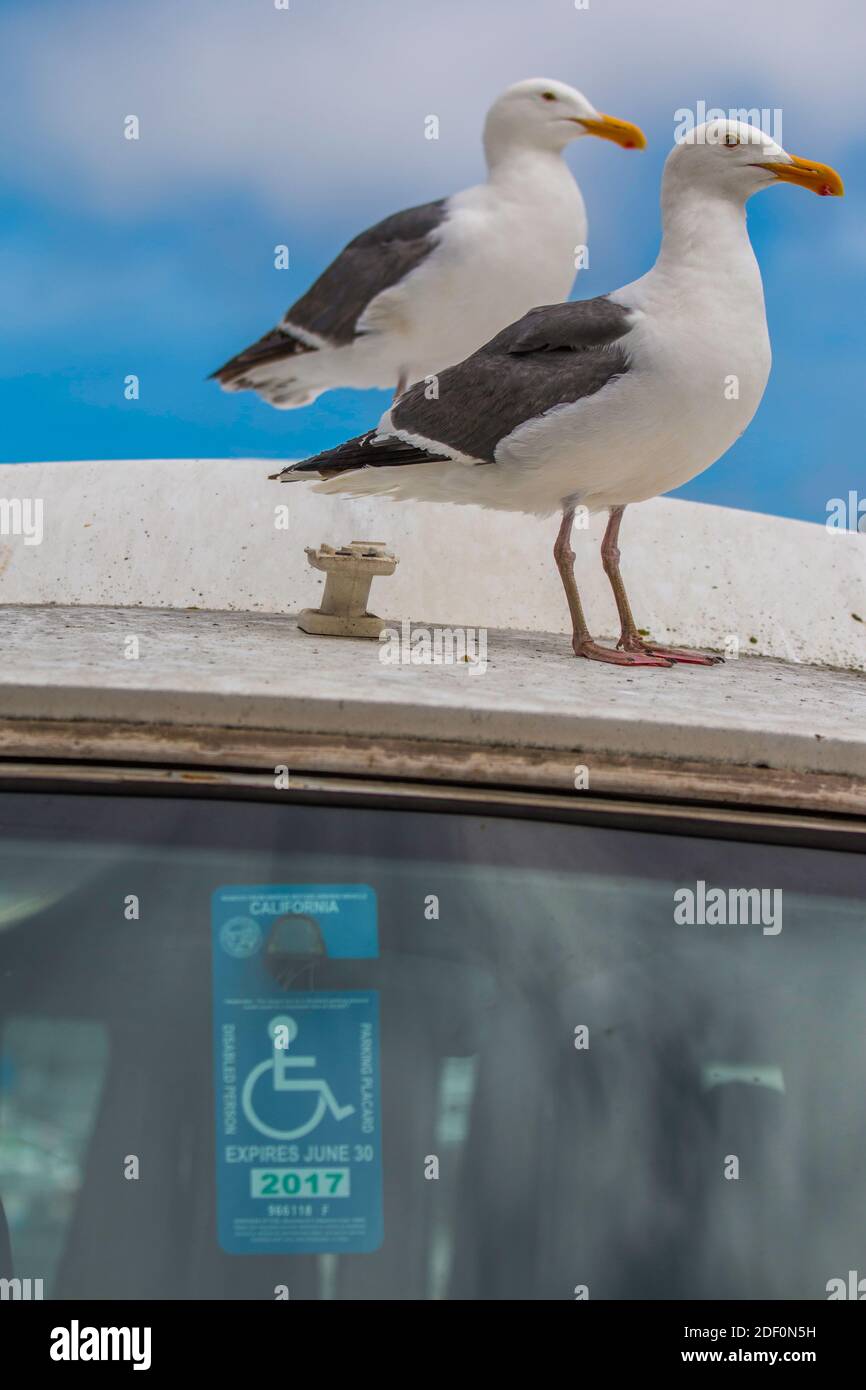 seagulls in a handicap zone Stock Photo