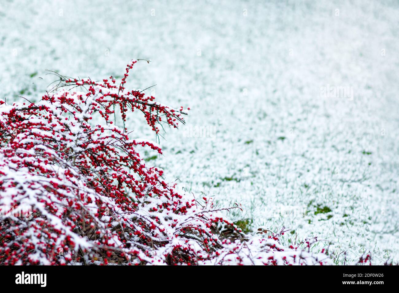 Cotoneaster red berries with a dusting of snow on the snow grass. Winter background. Copy space. Stock Photo