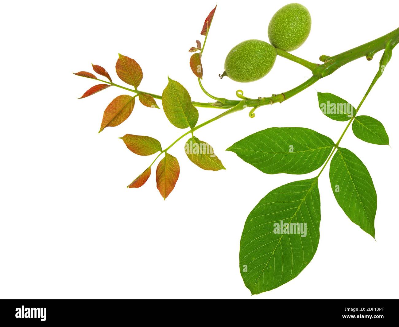 Young twig of walnut with green fruits isolated on white Stock Photo ...