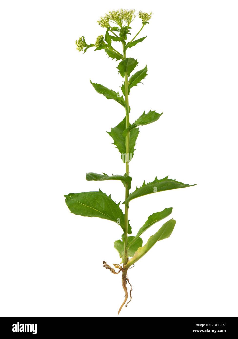 Whitetop or Hoary cress plant isolated on white, Lepidium draba Stock Photo
