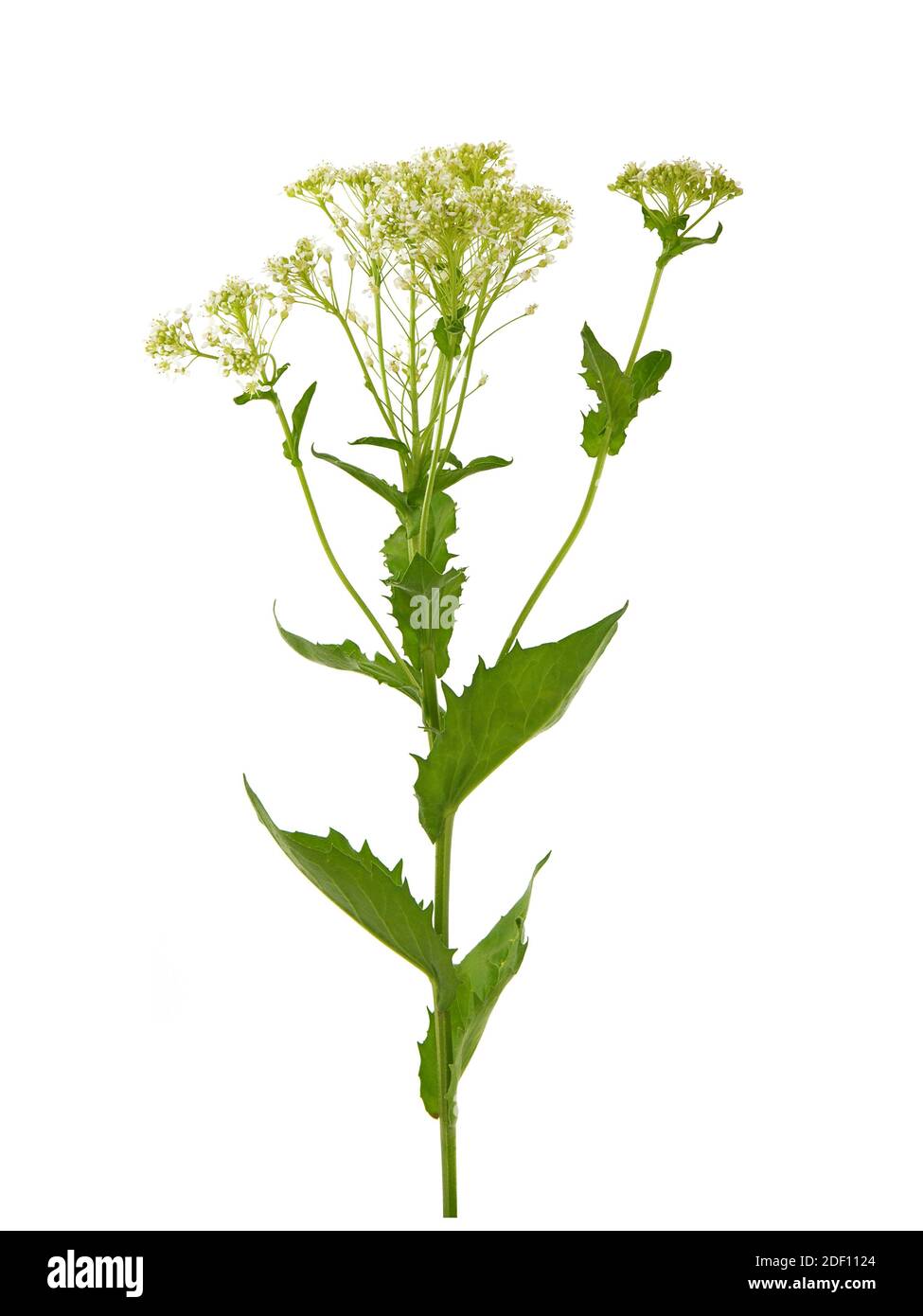Whitetop or Hoary cress plant isolated on white, Lepidium draba Stock Photo