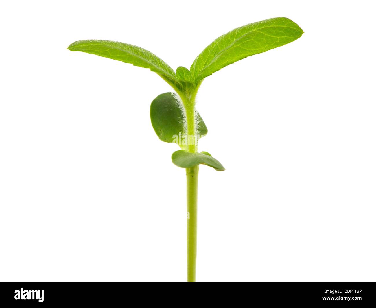 Young sunflower plant isolated on white Stock Photo - Alamy