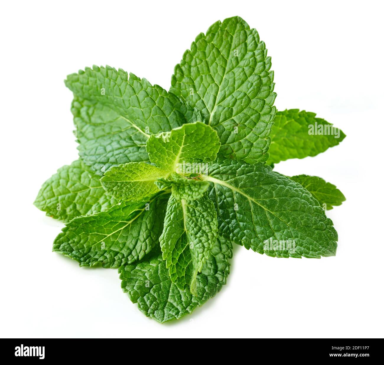 fresh green mint leaves isolated on white background Stock Photo