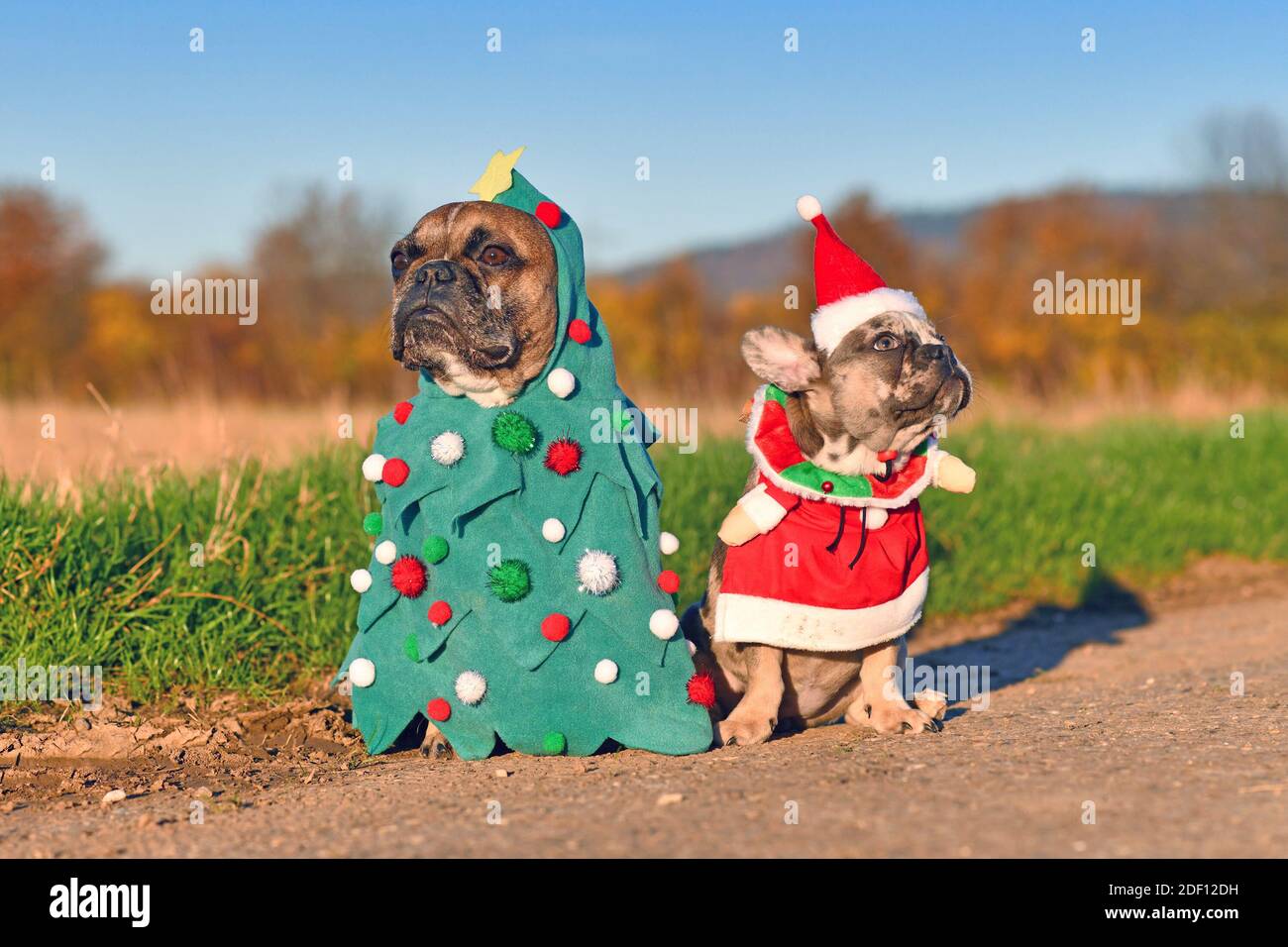 Funny adult and puppy French Bulldog dogs dressed up with christmas tree and santa costumes Stock Photo