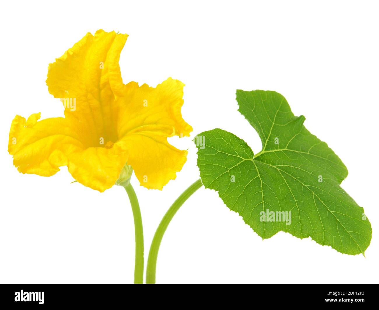 Yellow pumpkin flower and green leaf isolated on white Stock Photo - Alamy