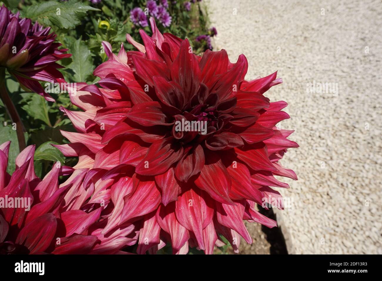 Beautiful red flower hi-res stock photography and images - Alamy