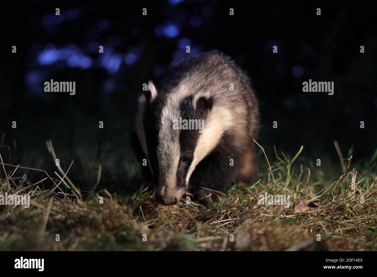 The European badger, also known as the Eurasian badger, is a badger species in the family Mustelidae native to almost all of Europe. Stock Photo