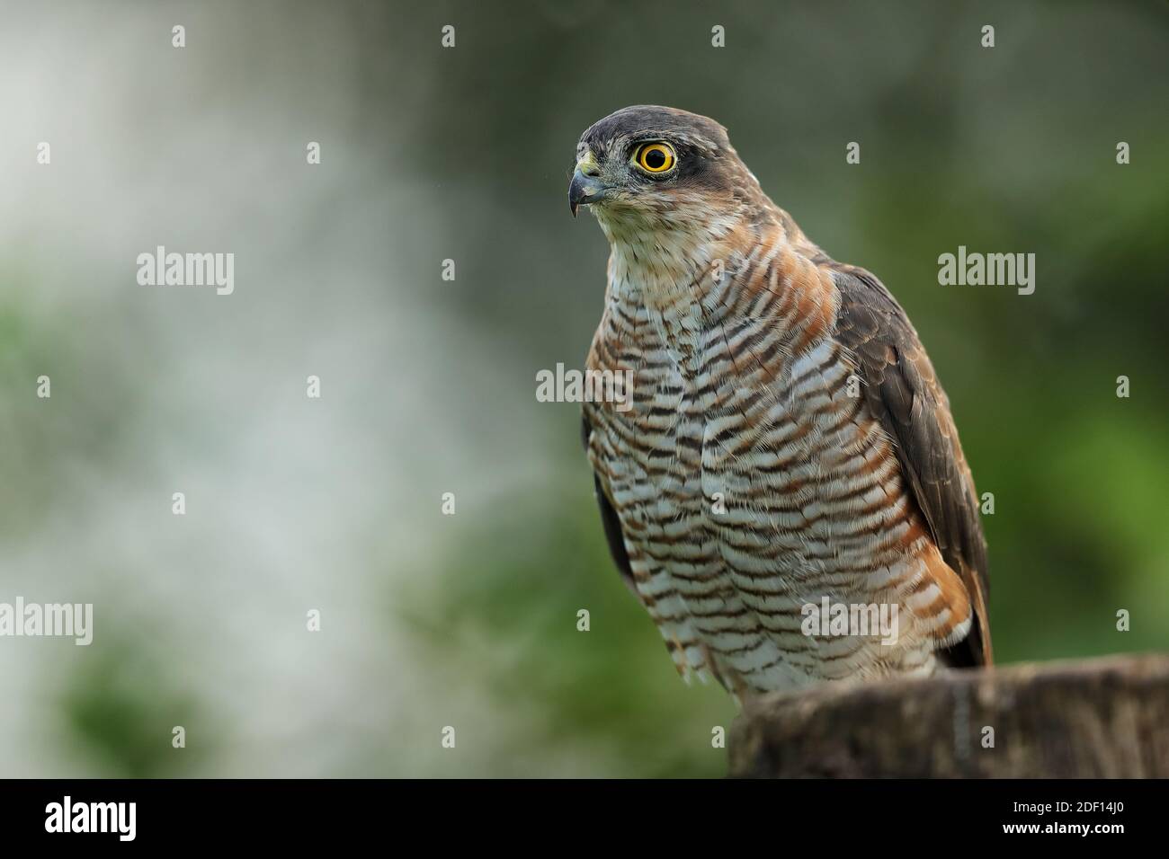 The Eurasian sparrowhawk, also known as the northern sparrowhawk or simply the sparrowhawk, is a