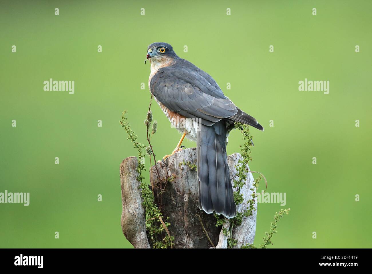 The Eurasian sparrowhawk, also known as the northern sparrowhawk or simply the sparrowhawk, is a