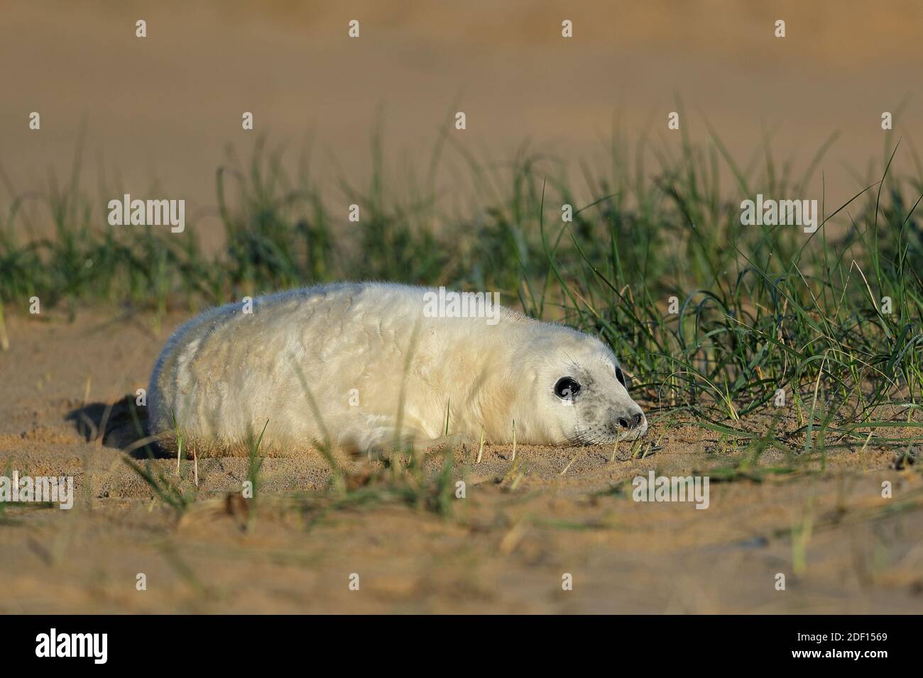 Large Seal High Resolution Stock Photography and Images - Alamy