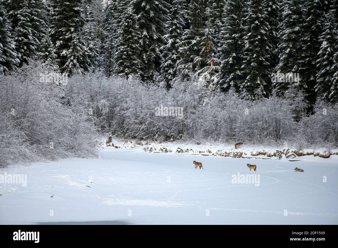 Winter scene of a wolf pack (Canis lupus) hunting in their original habitat, in the Canadian wilderness Stock Photo