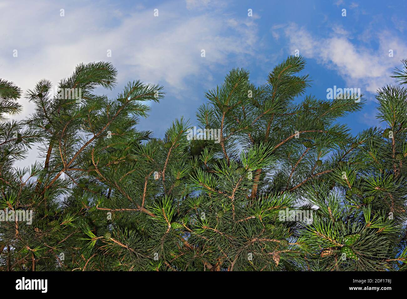 Pine tree branches with pine cones and blue sky as a background Stock Photo