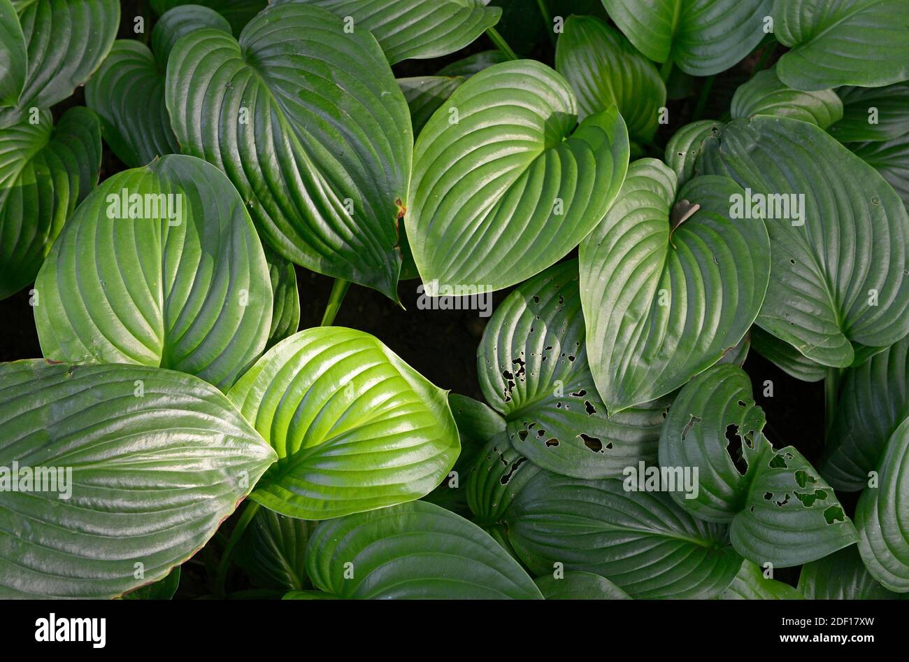 Hosta leaves densely cover the ground in a public park in Beijing, China Stock Photo