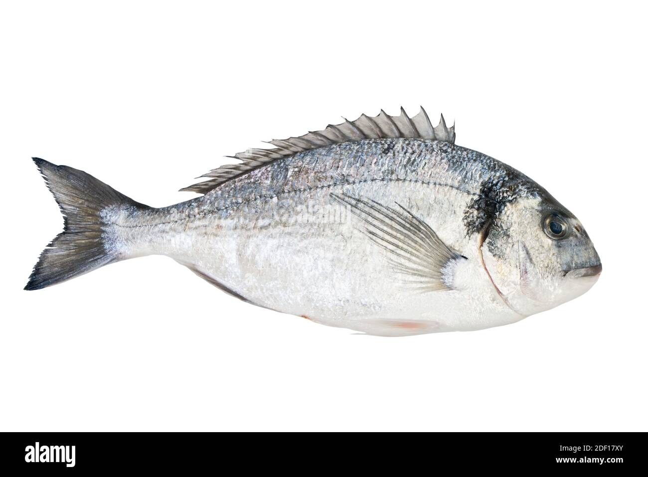 Sea bream or dorada fish isolated on white background. Clipping path Stock  Photo - Alamy