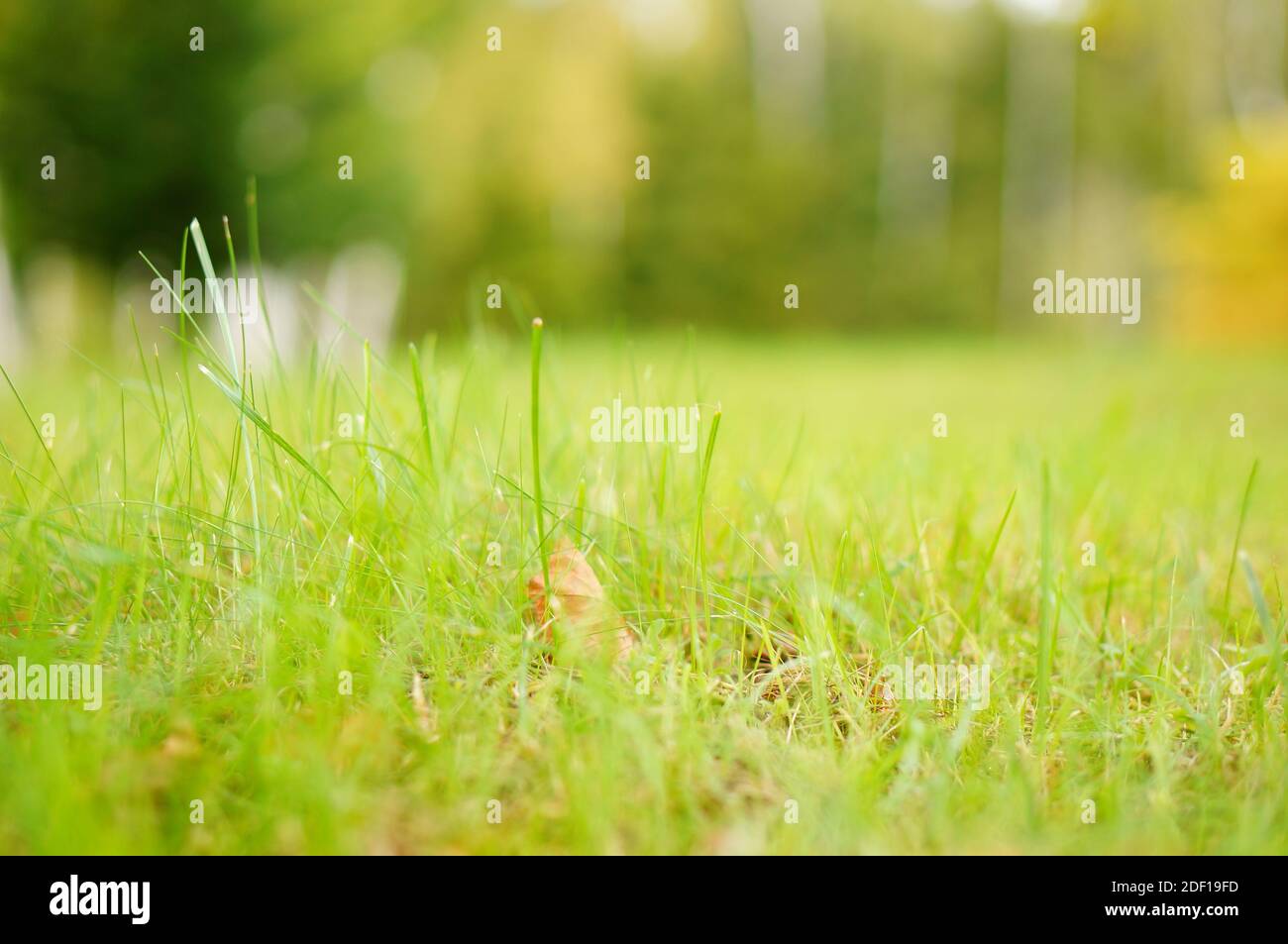 a-soft-focus-shot-of-grasses-on-a-lawn-with-blurry-greenery-in-the
