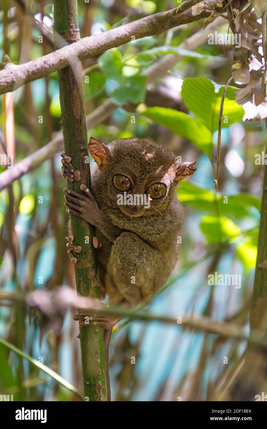 The smallest primate, the tarsier, is endemic to an island in the Philippines called Bohol. It is a nocturnal animal with suicidal tendencies. Stock Photo