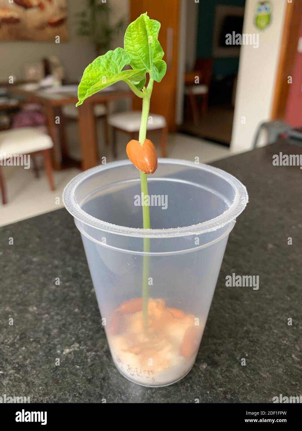 Bean seed experiment hires stock photography and images Alamy