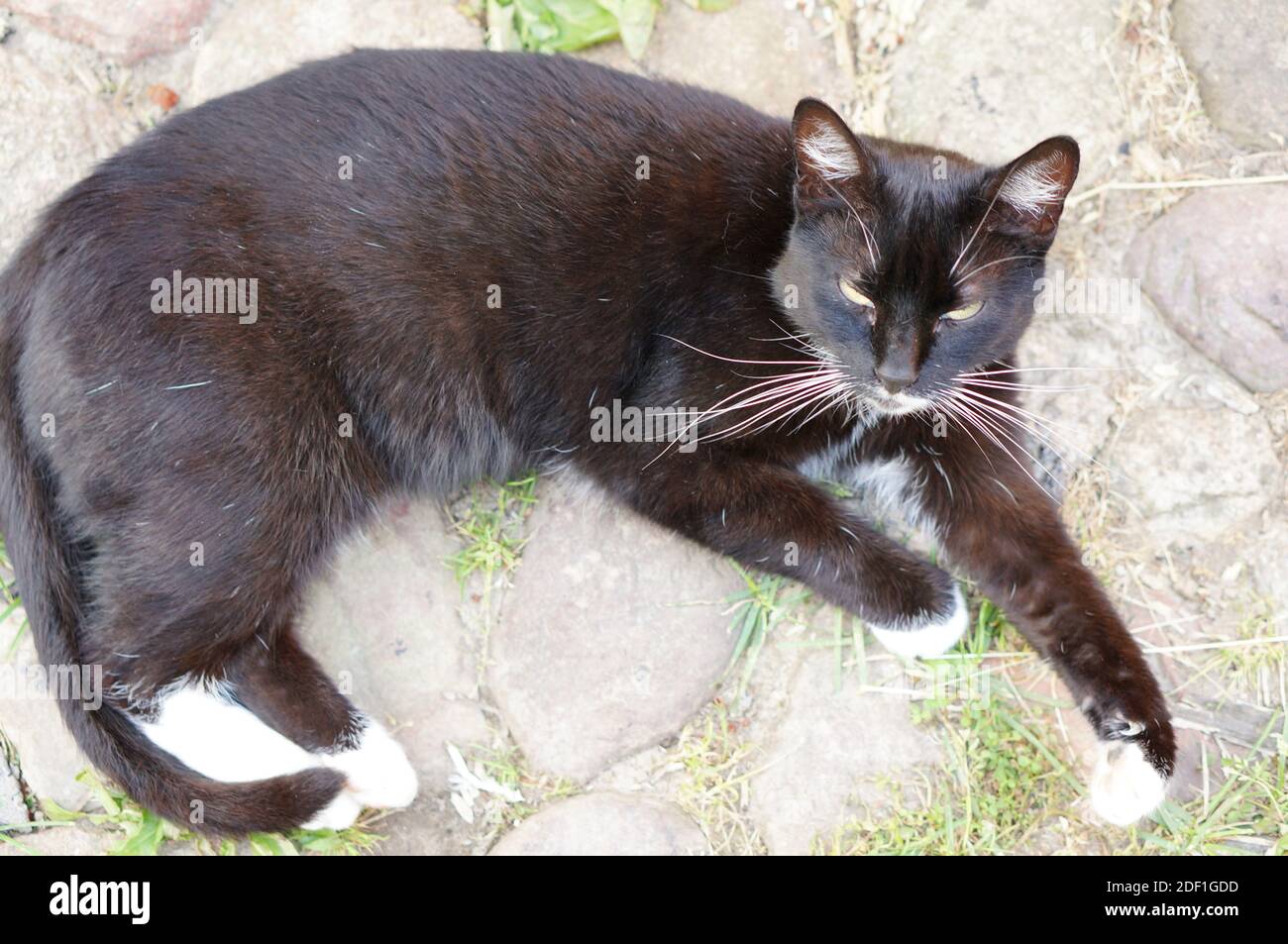 A top view of a fierce looking black cat laying on the ground Stock ...