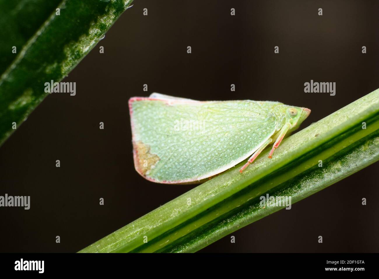 Close-up Macro of a Green Flatidae Plant Hopper (Siphanta acuta) Stock Photo