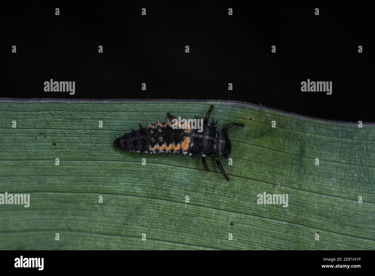 Lady beetle larva on a leaf, extreme macro, black background Stock Photo