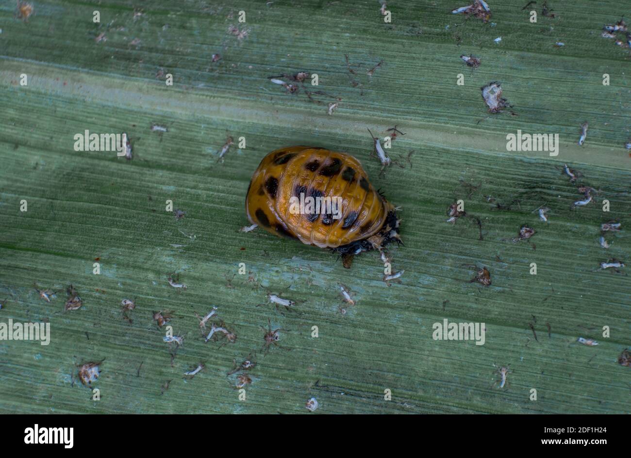Lady beetle pupa on a leaf surrounded by dead aphids, extreme macro Stock Photo