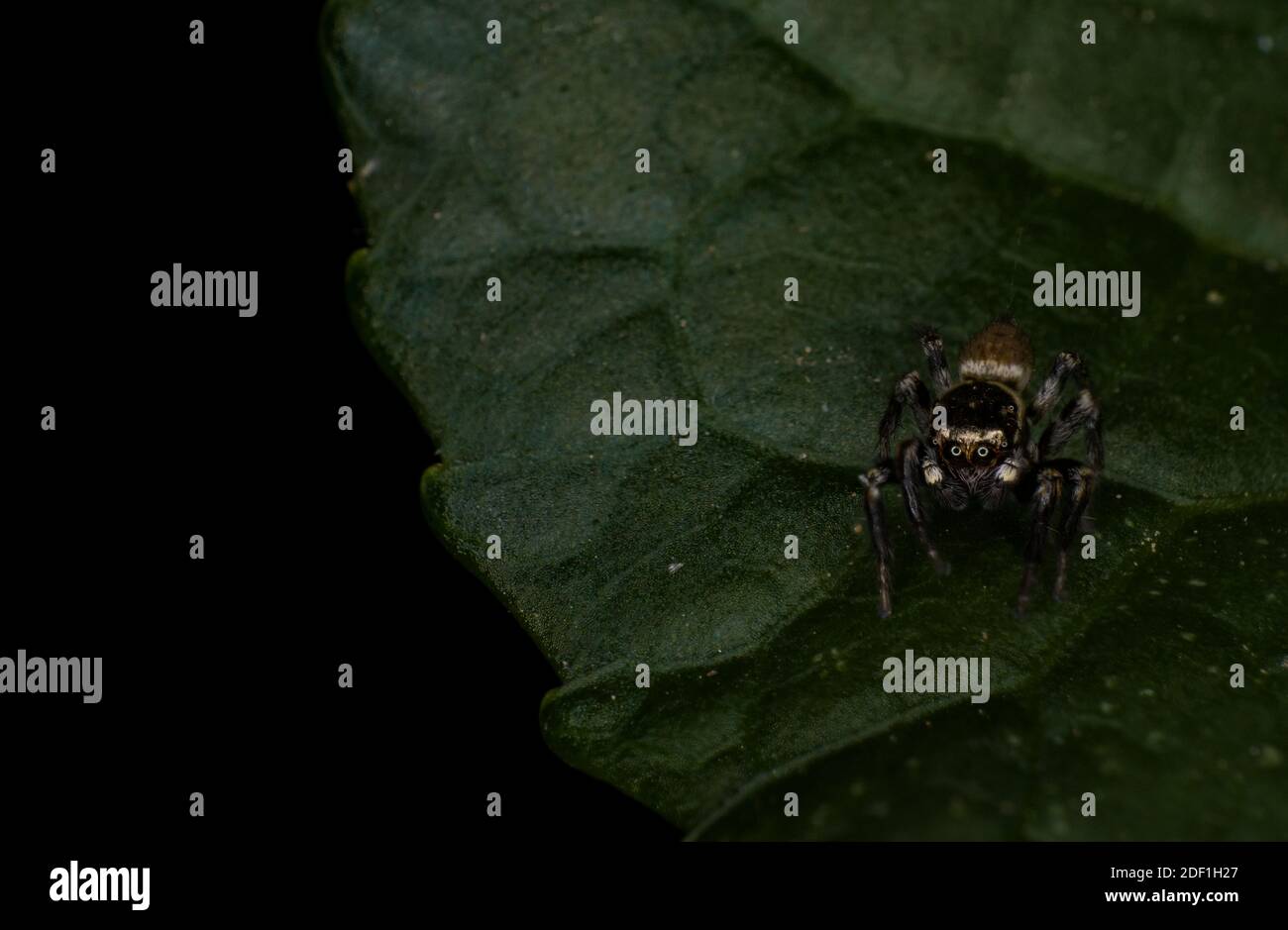 jumping spider Salticidae on a leaf Pseudeuophrys lanigera Stock Photo