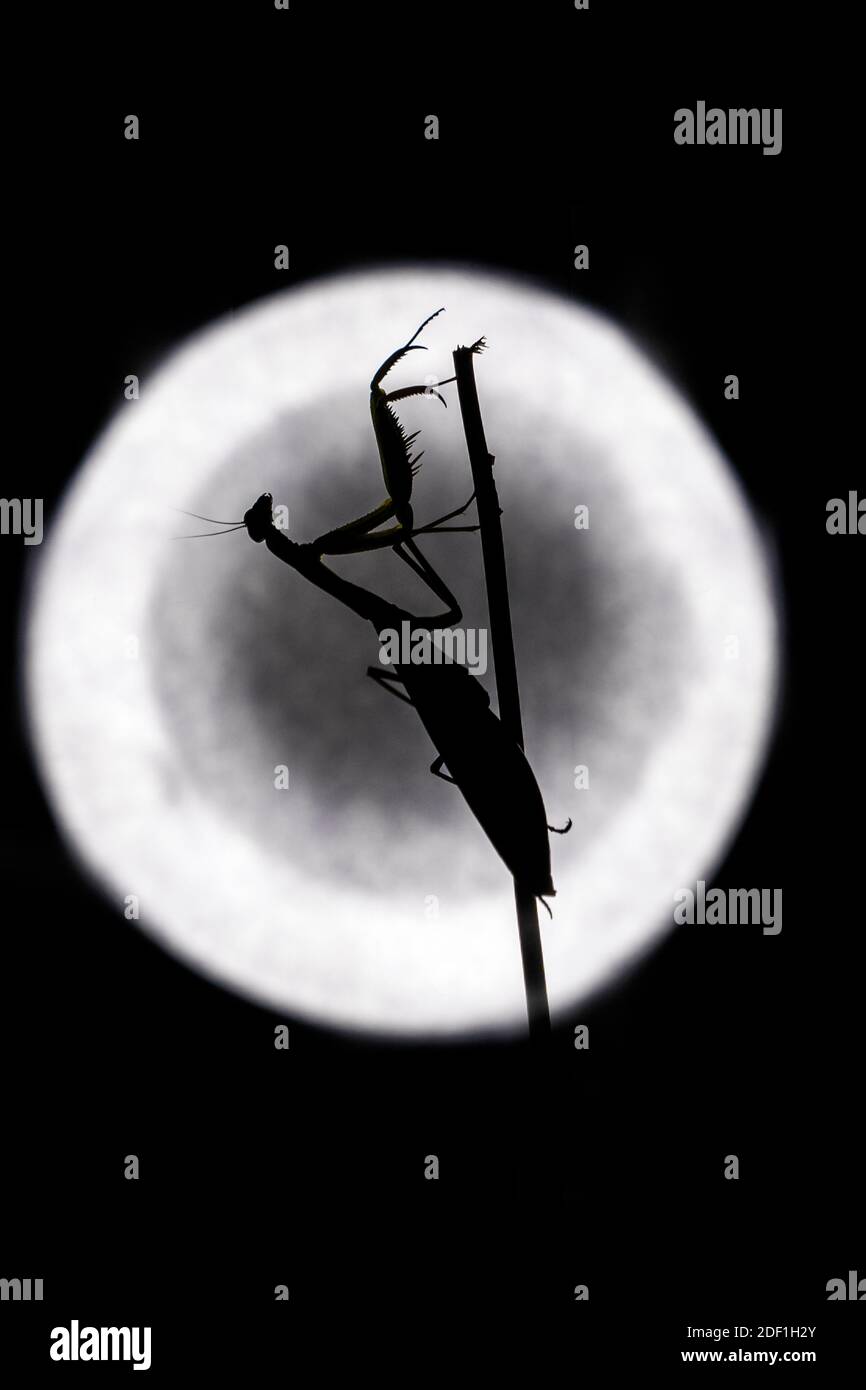 A Praying mantis silhouette in front of a circular bright light, macro Stock Photo