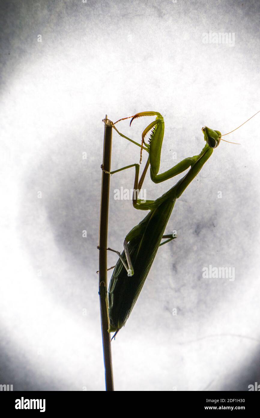 Silhouette of Praying mantis in front of a bright light, wild bug life Stock Photo
