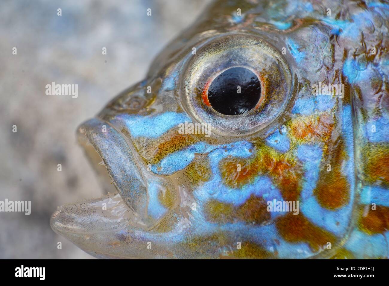 pumpkin seed fish macro close up colorful Stock Photo Alamy