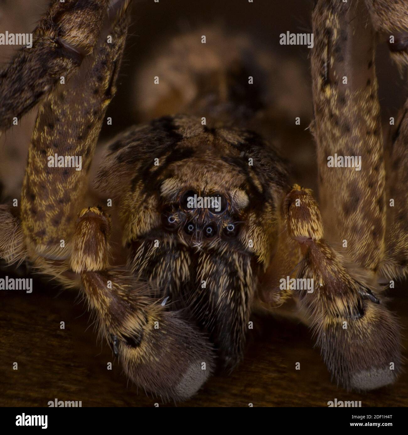 Extreme macro arachnophobia, scary house spider, giant hairy monster Stock Photo