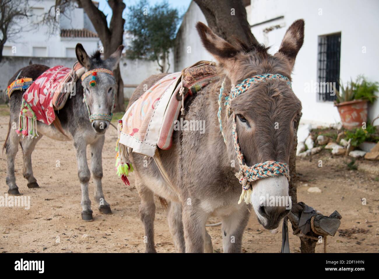 Typical Spanish donkeys with traditional saddles, in Vejer, Andalusia