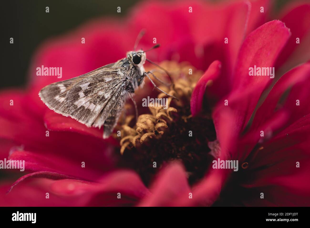 garden visitor to red zinnia blossom Stock Photo