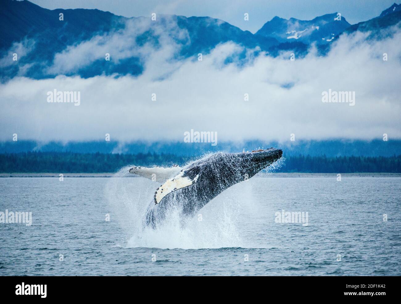 Adolescent humpack whale breaches in Alaska with snowy peaks behind Stock Photo