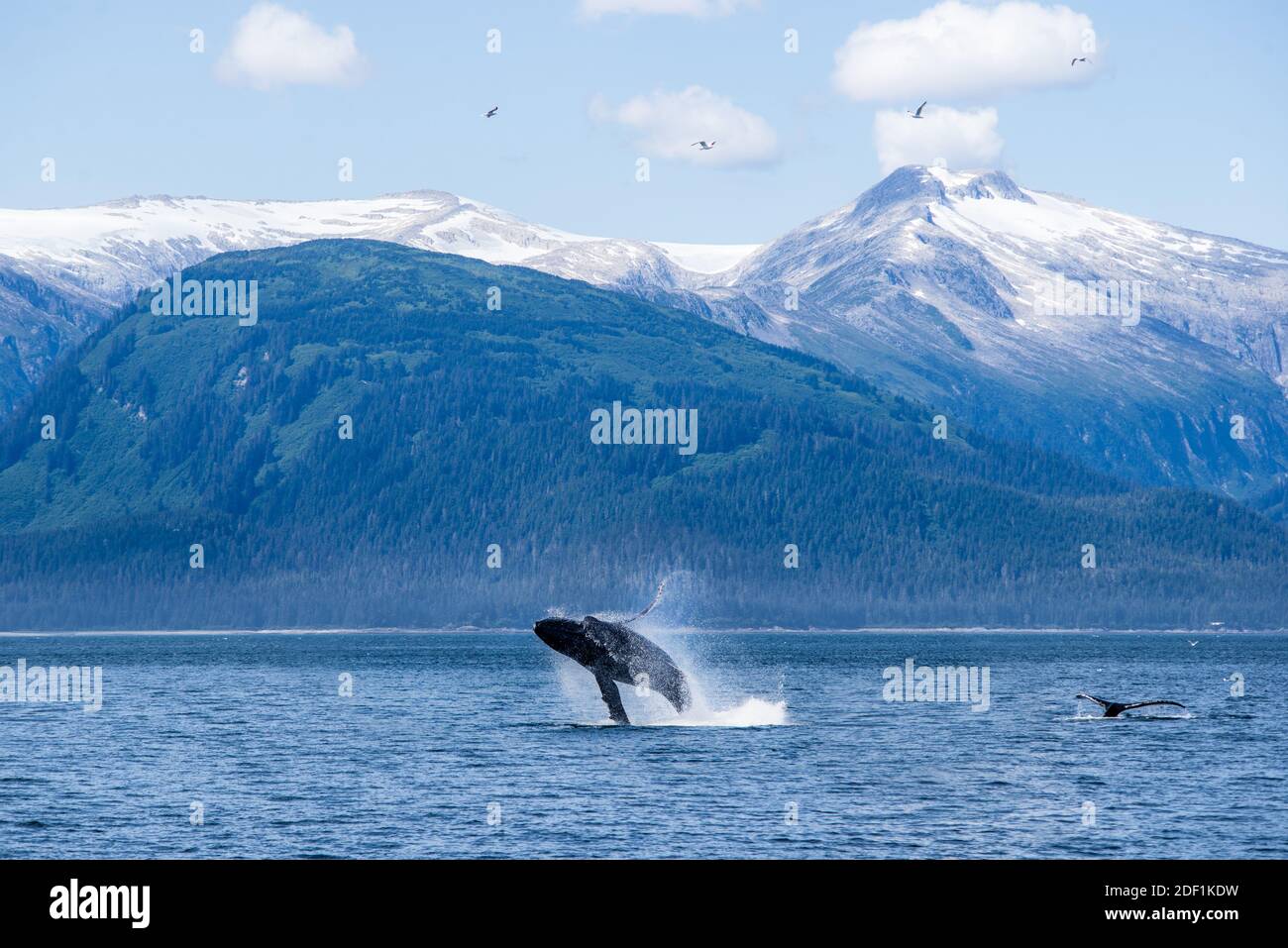 A humpack whale breaches in Alaska with snowy peaks behind Stock Photo