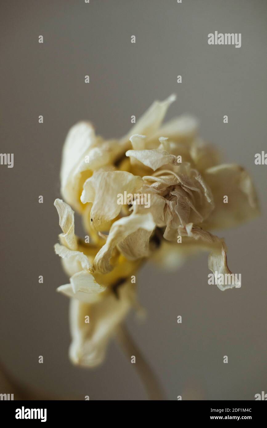 Dried flower on white background Stock Photo
