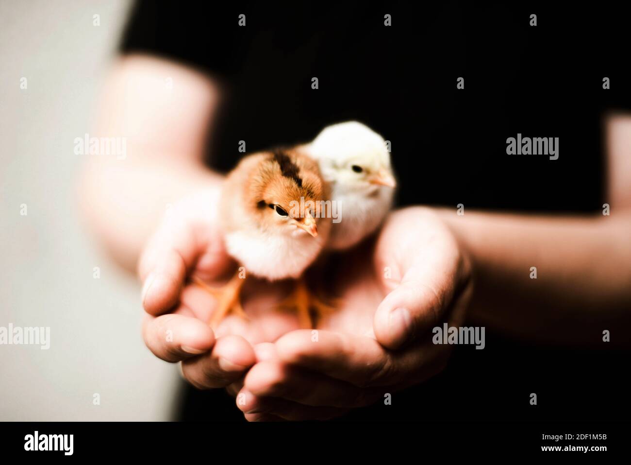 Female gentle hands woman hi-res stock photography and images - Alamy