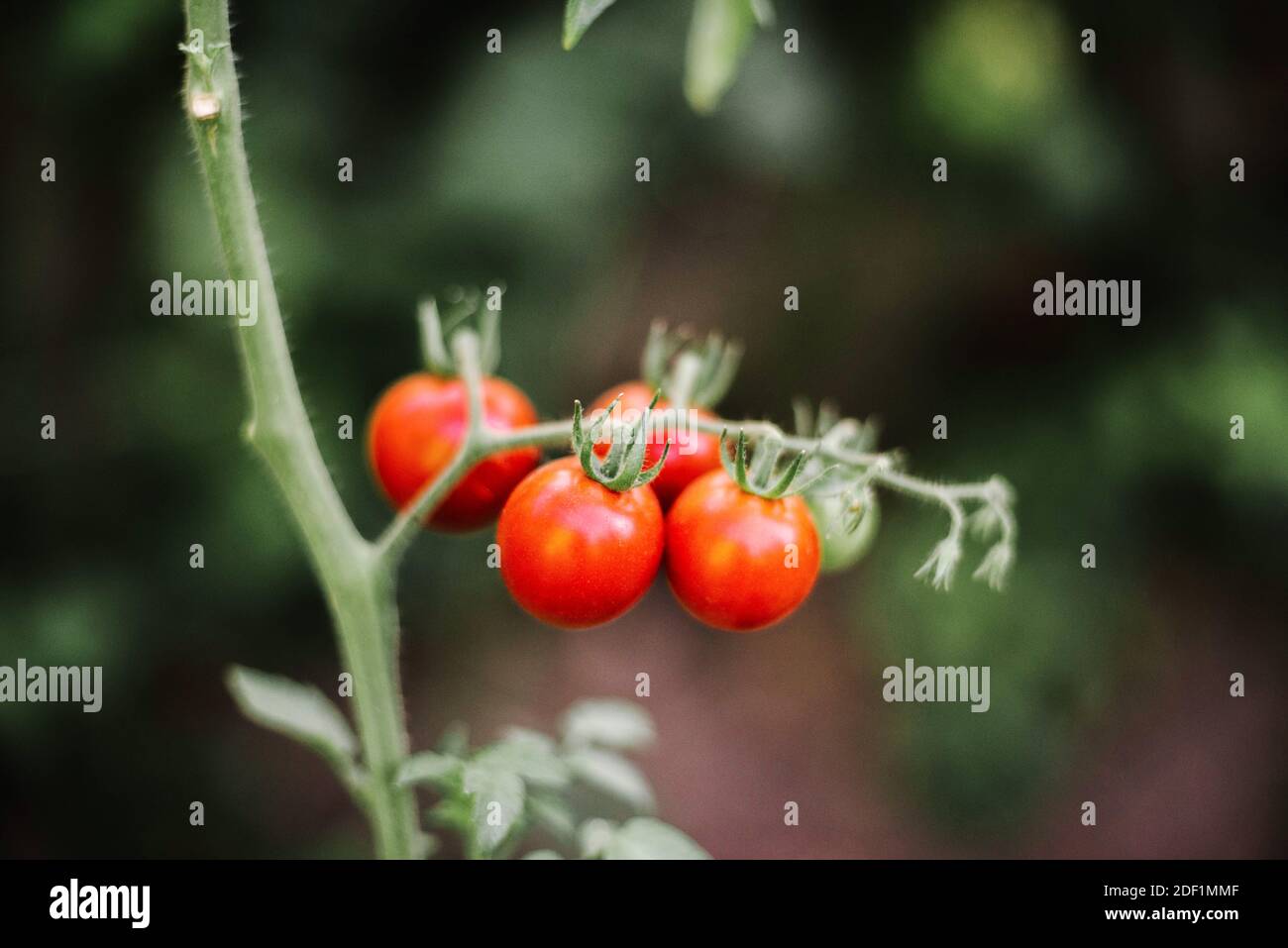red cherry tomatoes growing on garden Stock Photo