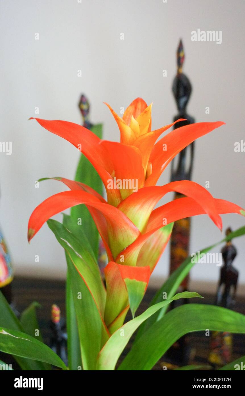 A soft focus of a red Bromeliad used as an indoor plant decor Stock Photo