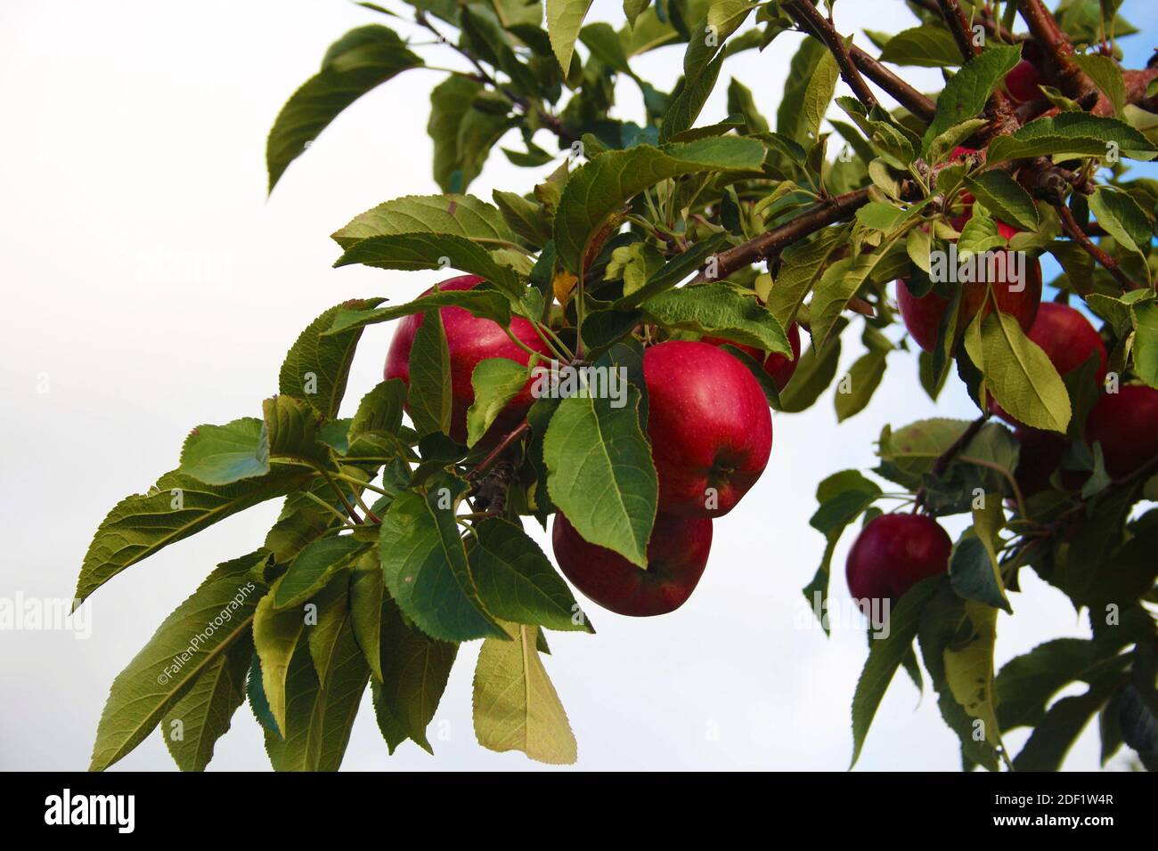 Apple tree ontario Stock Photo Alamy